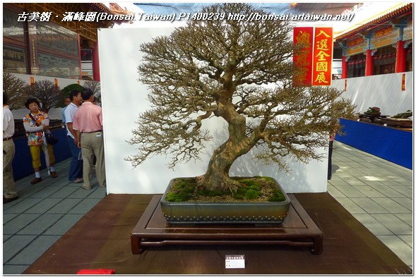 c138f p1400239 2011 台南市盆栽展~2011 Tainan City Bonsai Exhibition~#3 盆景(Penjing)