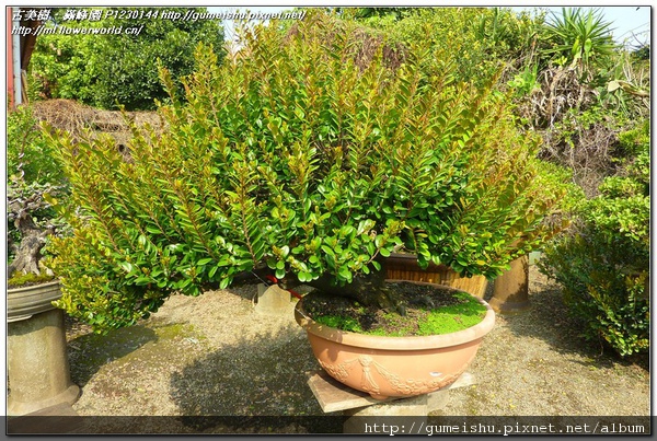 c1584 1e2c3917088724edd80fb9ff59456808 n 懸崖體~象牙樹~#11031001 懸崖