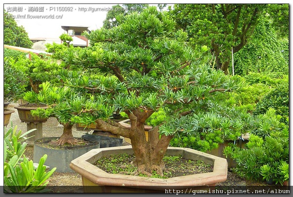 c1611 normal 0af7017dbbfeb779a254a2e745880ee6 大型盆栽~蘭嶼羅漢松~#10090801 大型盆栽(Grand Bonsai)