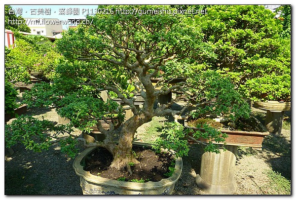 c24dd 34f8730294fbec5abb2b6abcfbbf71a5 花果盆栽~香芭樂~#10050901~剔葉後更新 花果盆栽(The flower bonsai)