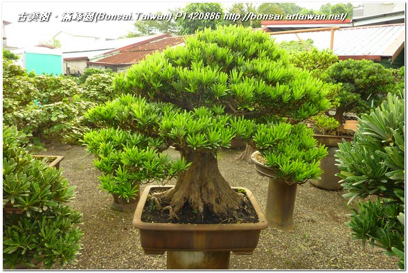 c2f70 p1420886 收藏專區~成品蘭嶼羅漢松(Podocarpus costalis)~#11121102 羅漢松(Podocarpus costalis)