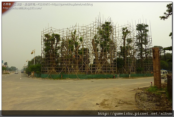 c35b2 13ed72023aad48ee7c3df3731917461a 2010~大陸之旅記事~超級大樹~#3 盆栽樂趣(Travel)