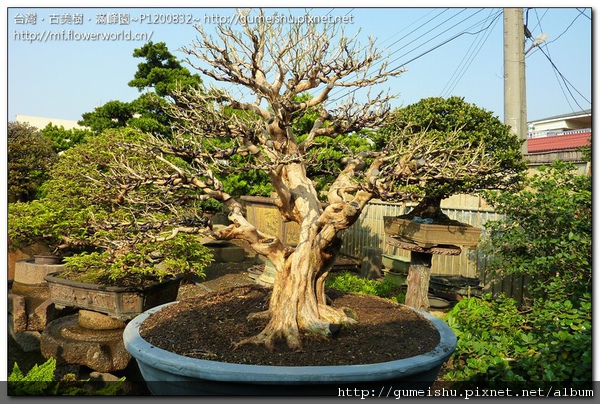 c4018 normal b7b840e94535a102e9fb90e71d214d7c 超成品模樣木~珍藏七里香盆景~#11010302