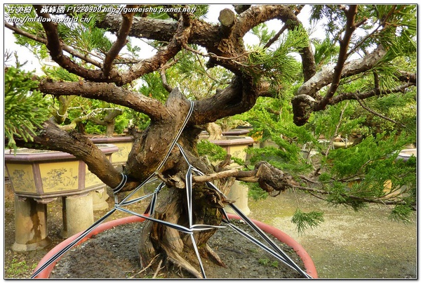 c4886 normal dcf23009ab6f33f4fe0d8bcf8efecf92 珍藏素材~台灣真柏~#11030301