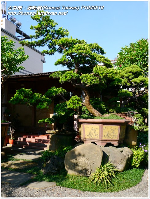 c51c4 p1000319 大型庭園樹~蘭嶼羅漢松(Podocarpus costalis)~#12071901 羅漢松(Podocarpus costalis)