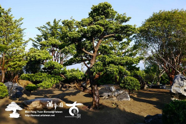 c5896 p12003071 庭園中の大型羅漢松庭園樹
