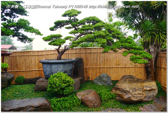 c6354 p1100548 大型成品真柏庭園樹~#13032601 大型庭園樹專區(Garden Tree)