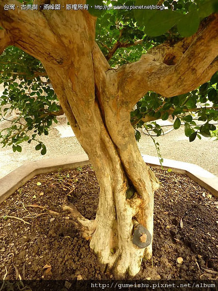 c64a0 4bc4f735f3da2 大品盆栽-台灣七里香~#10041402 七里香(Common jasmine orange)