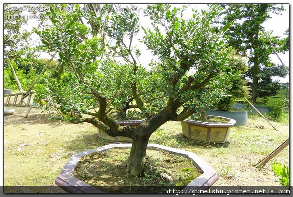 c7641 normal 9937be37d5aee23c899071f7ab3a2552 珍藏素材~象牙樹~#10083001 整枝