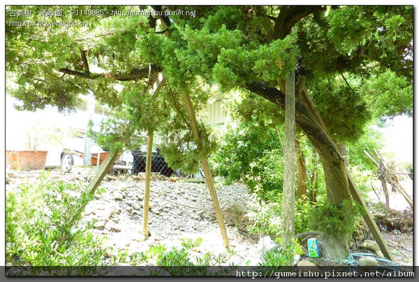 c7a98 normal 2178a8aa29802978a19f2c74ef3ef2a5 珍藏素材~超大型庭園真柏~飄長二米~#10083102 大型庭園樹專區(Garden Tree)