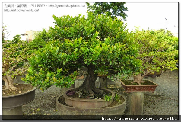 c9f2a normal ce55bf7ea159964f84928bbac8d36690 大品盆栽~象牙樹~超級模樣木~10042702 象牙樹(Diospyros ferrea)