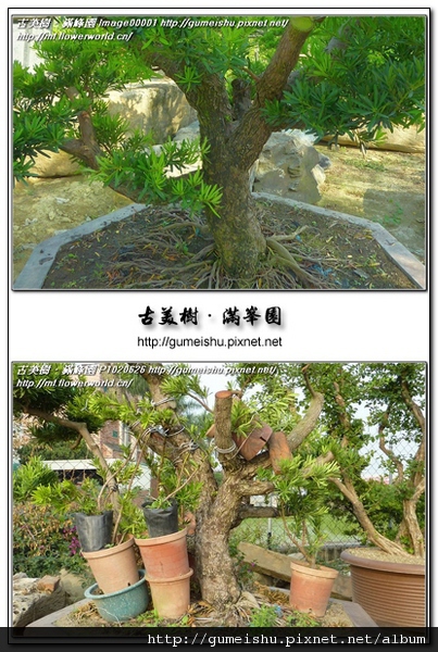 cae95 58ec7c720936c6d82a7f5ce179eaa797 n 長期追蹤~蘭嶼羅漢松素材改作~#11050601 整枝