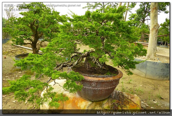 cc2ff normal 2fcb6771763d25e0d443532f9d3439bf 大品盆栽~台灣真柏~#10091801 素材(Material)