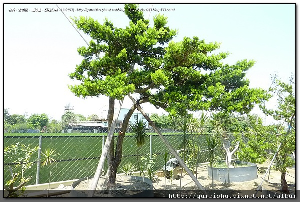 cd3d0 4bf4741453613 大型庭園樹~蘭嶼羅漢松~迎客松一對~#10052001 大型庭園樹專區(Garden Tree)