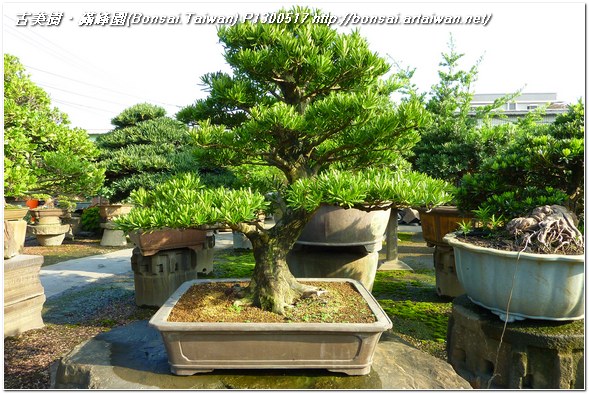 cda0f p1300517 大型盆栽~蘭嶼羅漢松(Podocarpus costalis)~#11060301 盆景(Penjing)