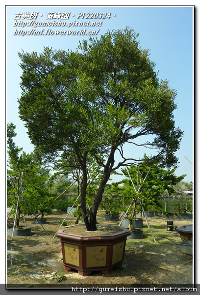 cdf69 normal 32c09993c687d4c7ad14f7a1c884f22d 珍藏~超大型庭園樹~象牙樹~#11021502 素材(Material)