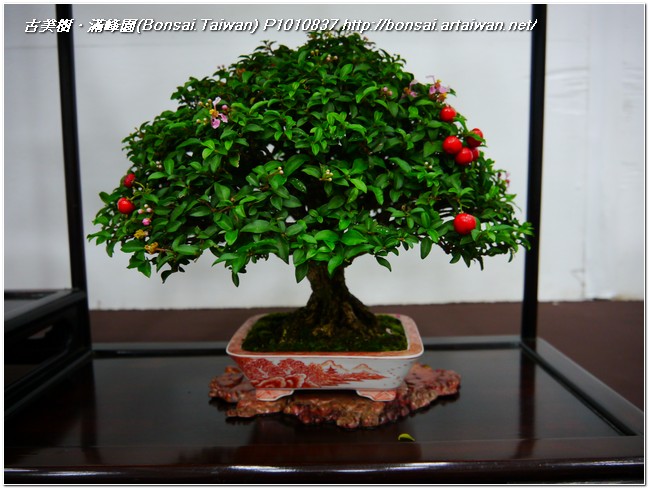 ce417 p1010837 2012~港都壽山展~#2 盆栽樂趣(Travel)