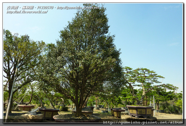 d0d29 normal fdc44f9cac61c6577111f06f49977537 超大型庭園樹~象牙樹~#11022401 大型庭園樹專區(Garden Tree)