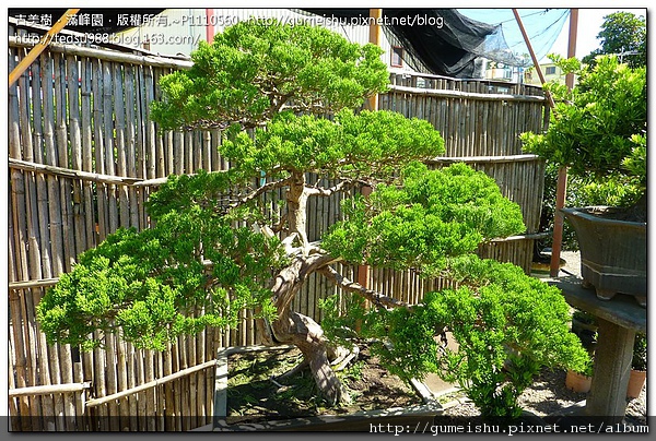 d25e7 9342b025841389dc5719f4d982fe704f 大品盆栽~台灣真柏~#10062301~(梳葉作業完成)