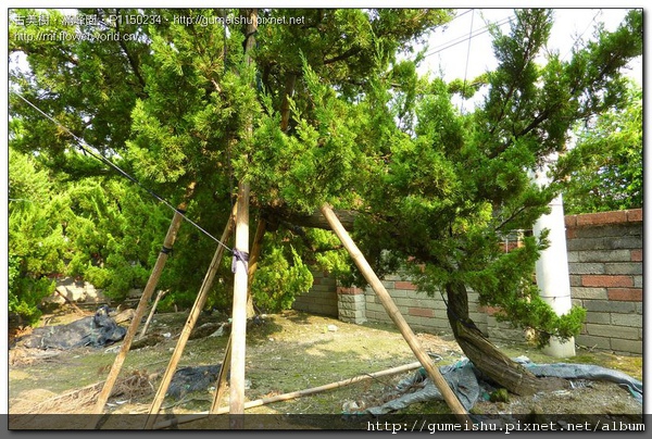 d3c6d normal 1c950fa6067887b83773ef5b41c1cdad 珍藏素材~台灣真柏~#10091601 素材(Material)