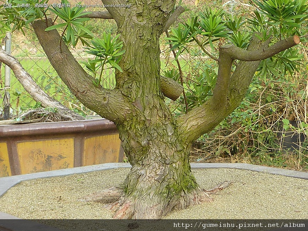 d5e04 4bd62629cee06 羅漢松~接根實技大發現 素材(Material)