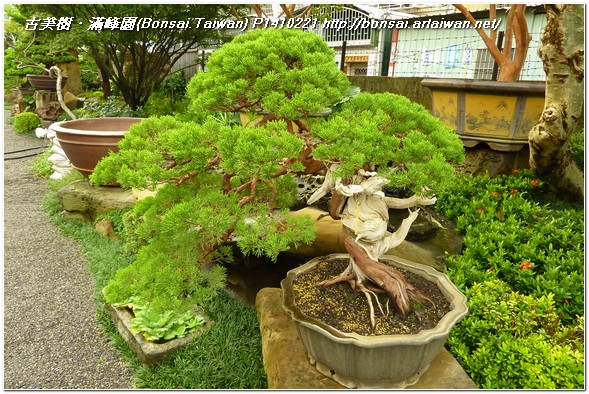 d9d6c p1410221 大品盆栽~真柏(Juniperus Chinensis)~#11102001 盆景(Penjing)