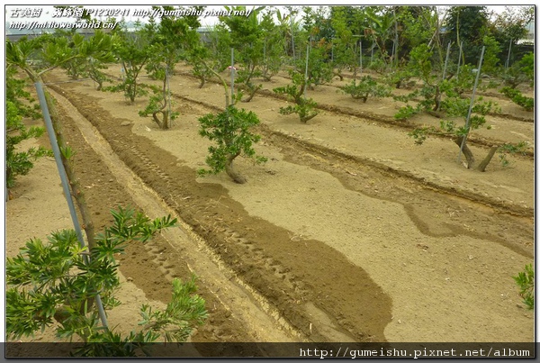 da6fc 8916002a29f0e2687caf074fe360ebd8 n 蘭嶼羅漢松~素材培養區~2011選枝作業完成 素材(Material)