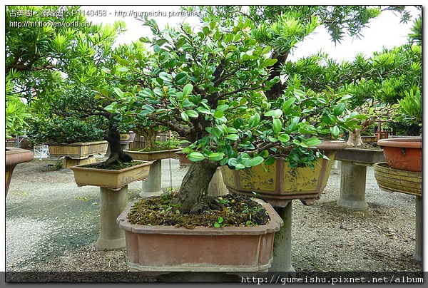 da987 755d3c0cf5f0a117ab1e959ea8f896fc 中品盆栽~老味象牙樹~#10080802~整枝作業完成 中品