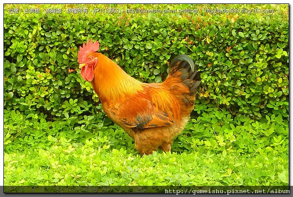 db0b6 1eba82400f282c67b96366887831aa04 2010~大陸之旅記事~大公雞~#6 盆栽樂趣(Travel)