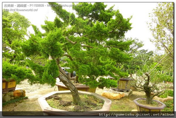 db143 normal ccd72f94713c42ad4584f6143b38acd2 台灣真柏庭園樹~培育記錄~#10092401