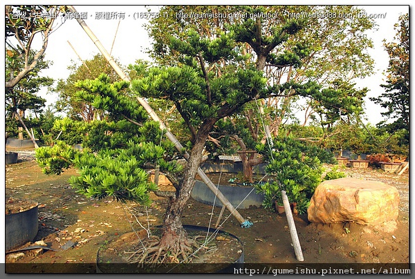 db4c5 d44ba37cfa3d40ba76e1d1635408dbf1 大型庭園樹~蘭嶼羅漢松~#10060202 素材(Material)