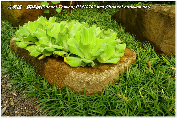 dbac6 p1410703 古美樹~庭園造景(Garden Design) 我們的作品(Our Design)