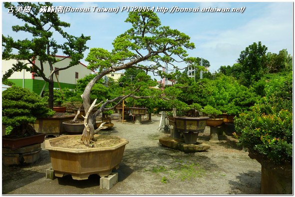 dd507 p1320954 超大型庭園樹~台灣真柏~培養記錄~#10091902~@1107 真柏(Juniperus chinensis)