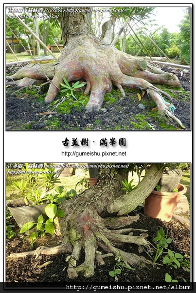 ddb5a e4447e0620156e7b1ee25ccb96495081 n 長期追蹤~蘭嶼羅漢松素材~扭轉大根盤~#10042101~12個月更新(Update for 12 month) 根盤