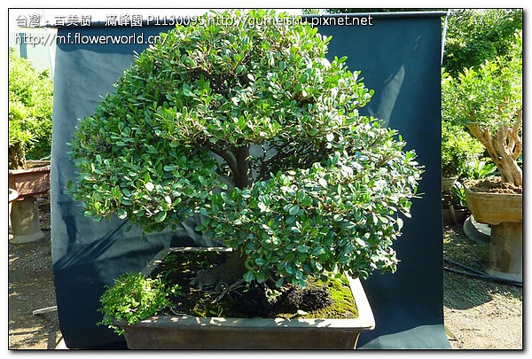 ddfcf 3d16d1069434d9252176f356b269c0d9 大型盆栽~象牙樹~三強鼎立~#10071901 大型盆栽(Grand Bonsai)