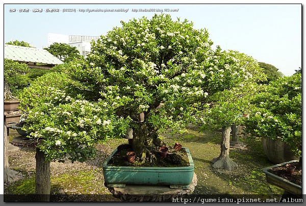 dea28 4beb2ff60398a 花果盆栽~狀元紅~#10032901~(新增開花照) 開花
