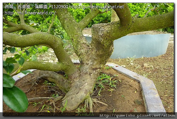 dfcb5 808cc3c5a9826d23c1e84e09127e9310 優質素材~象牙樹~#10071501 素材(Material)