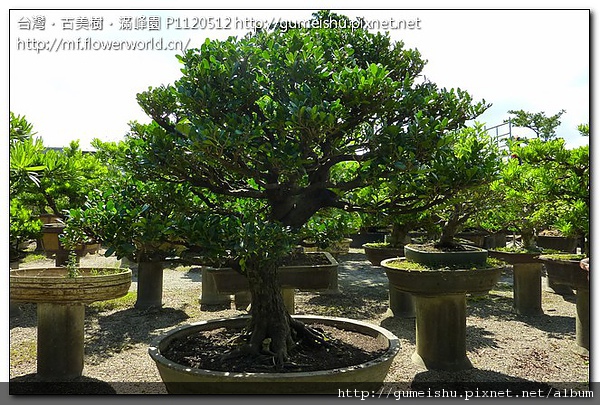 dfcea 231989e668d99c3eae613d766e56797b 大型盆栽~象牙樹~盆培二十五年~#10050802 大型盆栽(Grand Bonsai)