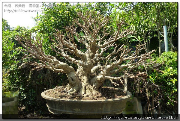 e0580 normal 39335ce074016d71b65fd4b1b3457ce8 大品盆栽~珍品老榕~#10102401 榕樹