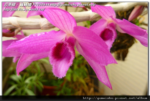e34ae 2a52be16451586a4dbe579bb74250713 石斛蘭(Dendrobium)~開花 開花