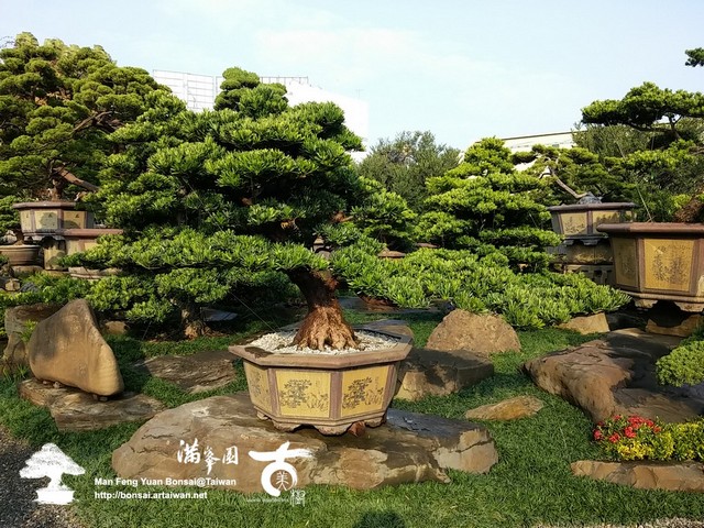 e421a 15523822433 0871f1ec1c o [羅漢松]迎新年2015 頂級盆栽