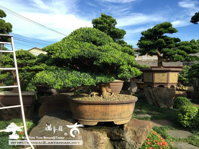 e46c8 20041487736 9b67252bf7 o [羅漢松]整理與維護