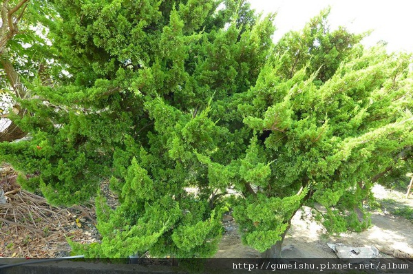 e5dde normal 1f4f0281168e5f07d16d021cd9c5710f 珍藏素材~大型庭園真柏~#10090601 素材(Material)