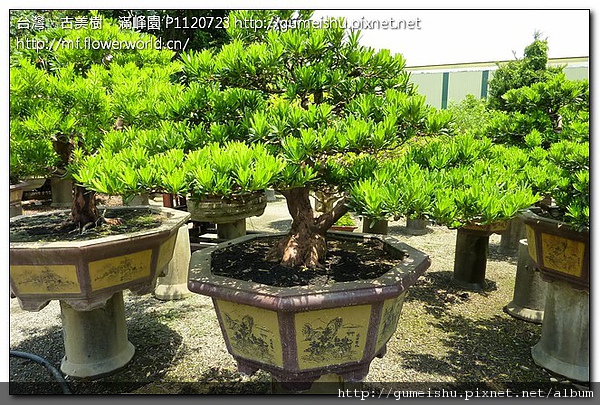 e6a0f 8db8d47f49043c434c4e0df8c5f2dd08 大品盆栽~蘭嶼羅漢松~#10062701