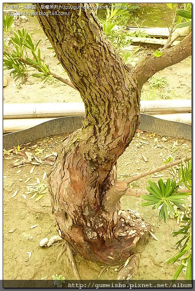 e7557 4bdb680c1eeda 庭園樹~羅漢松~素材培養~#10050101 大型庭園樹專區(Garden Tree)