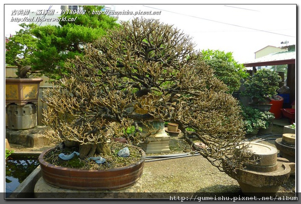 e76c6 normal ecf164143346038e4832206902601878 頂級象牙樹~#09122301~日常管理No.1 素材(Material)