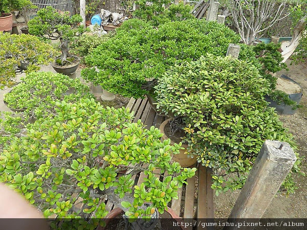 e76e0 4b9976f096655 專業盆栽-滿峰園剪影#1 盆栽(Bonsai)