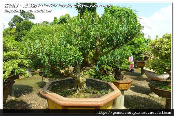 e7ee4 7a7bdb14553848d5a5d4a01eeaee7b24 n 長期計劃專題~大型盆栽~象牙樹~#10111001~@1105 長期計劃(Plan)