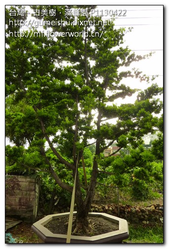 e8d74 dc55a4ab0e47583573e24e6ec7da6e5c 大型庭園樹~蘭嶼羅漢松~#10072301 大型庭園樹專區(Garden Tree)