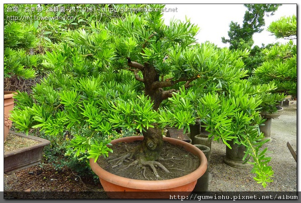 e9d51 normal 17d8c11dbad14db84c505b8101bd7541 實生羅漢松整枝作業~#10041201~日常作業No.2